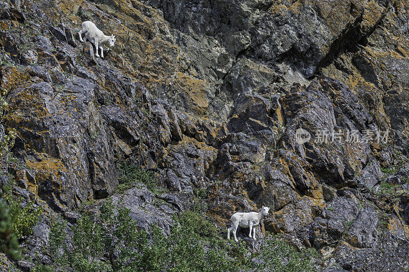 山羊(Oreamnos americanus)，也被称为落基山山羊，是北美特有的一种大型有蹄哺乳动物。Chugach州立公园，阿拉斯加。在非常陡峭的岩壁上。